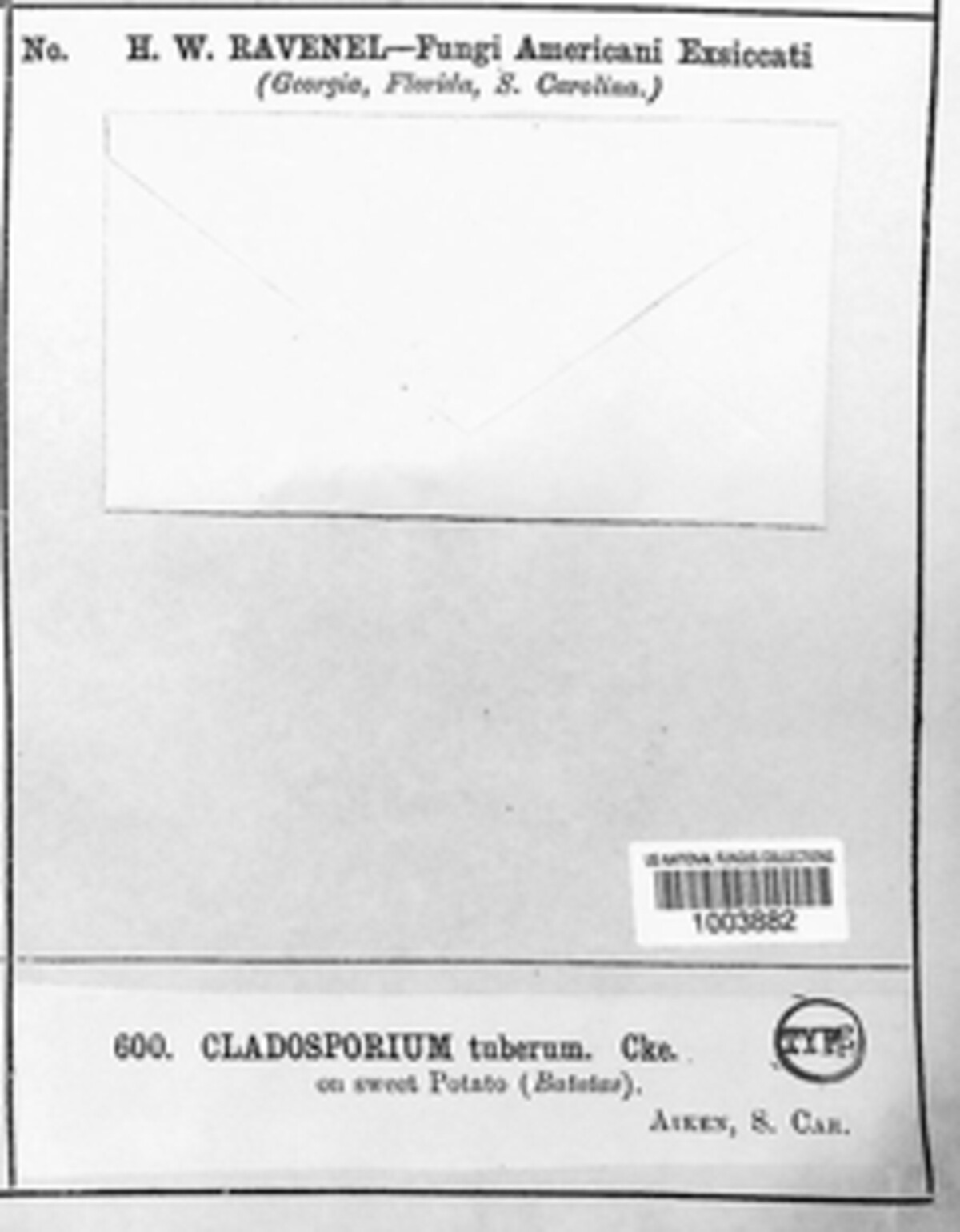 Cladosporium tuberum image